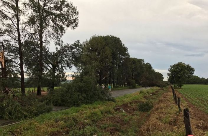 Tempestade derruba 15 árvores e interdita pista da LMG-743 - Patos Agora